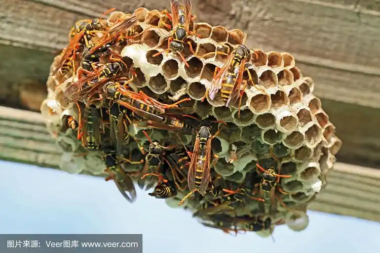 胡蜂巢