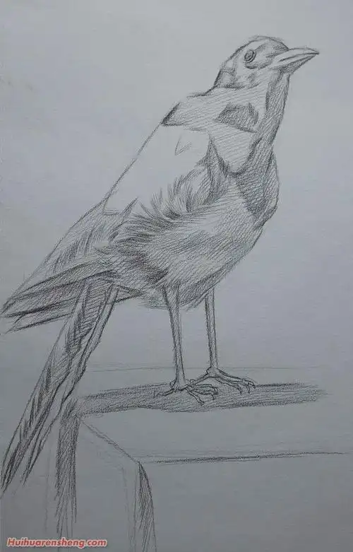 对于小鸟来说,头部是绘画的重点,另外,羽毛层次感的表现也很重要.