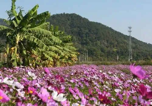 梅塘又一网红打卡地格桑花开人精神万紫千红遍地香