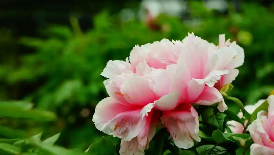 牡丹雍容华贵,象征着和平与幸福,是我国十大名花之一.