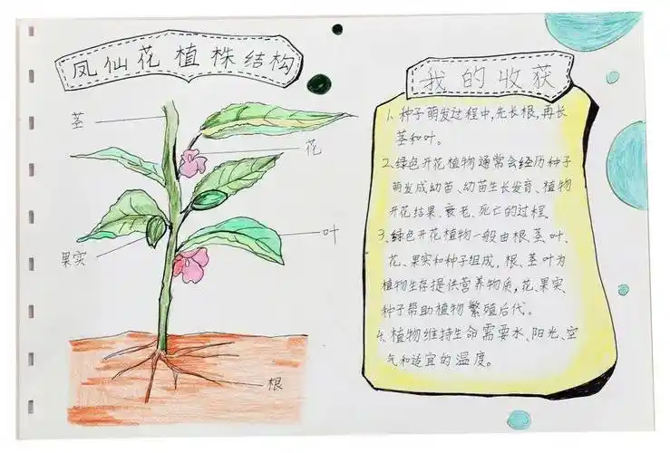 20_凤仙花_一生_大赛