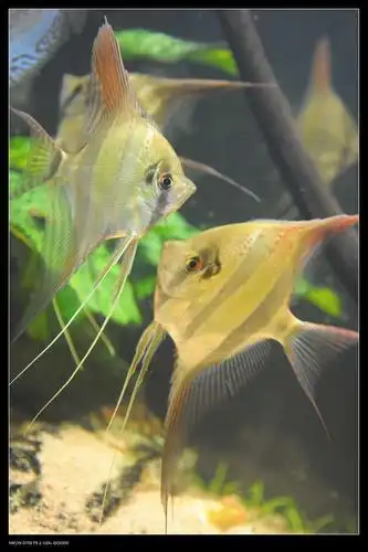 成长篇系列 - 神仙鱼玩家 - 龙巅神仙鱼