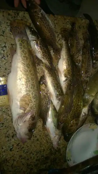 [原创]水库的桂花鱼,最近两次的收获!