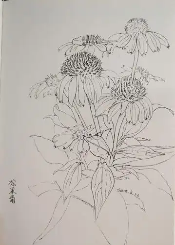 松果菊——实物写生