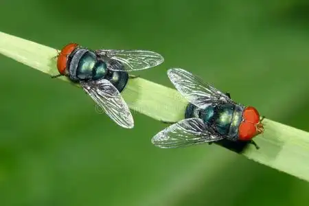 两个蝇科昆虫交配种蝇科昆虫的一片绿叶蓝瓶蝇类丽蝇吐房子飞虫害控制