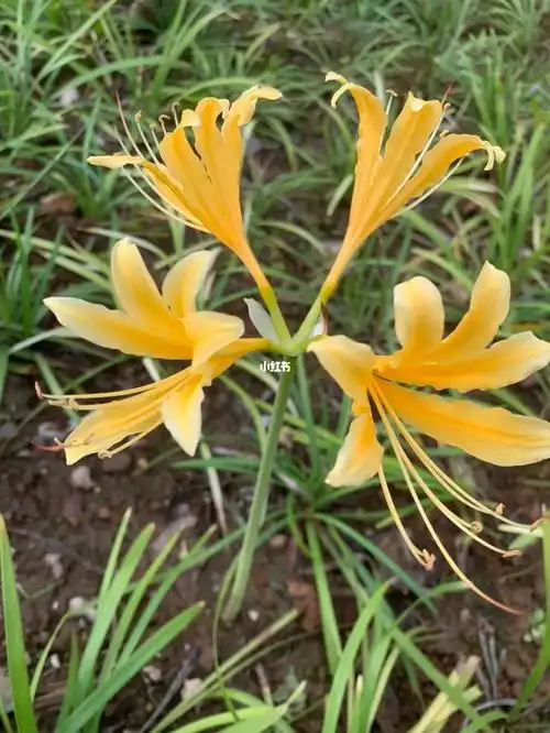 是黄色的彼岸花还是石蒜啊