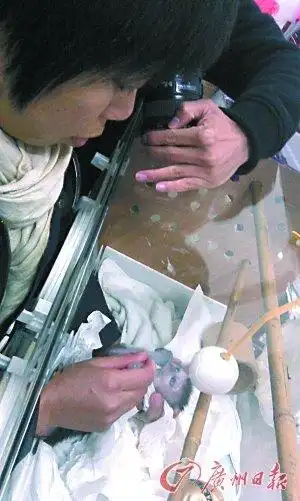 狮尾猴宝宝无奶吃 动物园女工献母乳当奶妈(图)