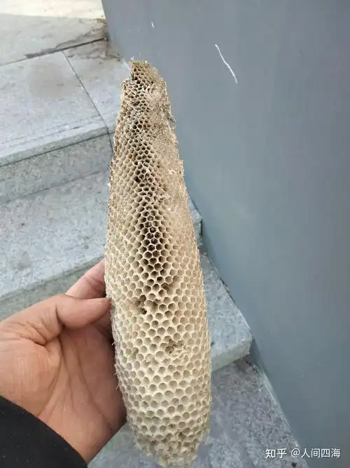 野生的蜂窝真的是药材吗?