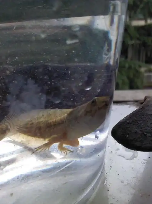 鱼有两条腿,请问是什么鱼?