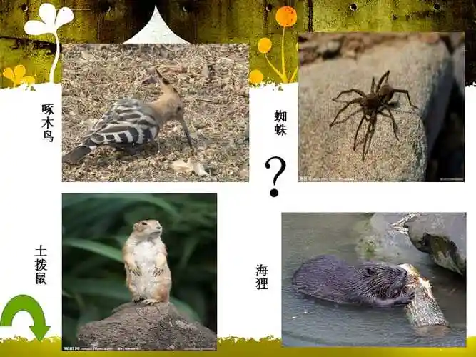 科学:动物盖房子高手