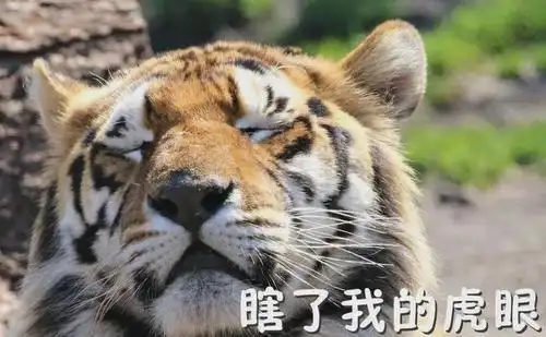 最近很火的老虎表情包