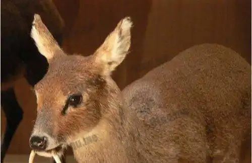 世界上最罕见的鹿吸血鬼鹿长有像吸血鬼一样的獠牙