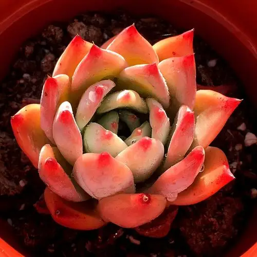 布兰迪 血斑周正单头进口多肉植物办公室组合小盆栽精选一物一拍