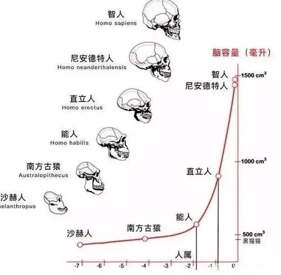 人类进化史 人类进化至今算完美吗?进化至今最没用的器官