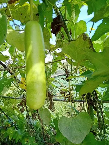 各种大瓜来集会