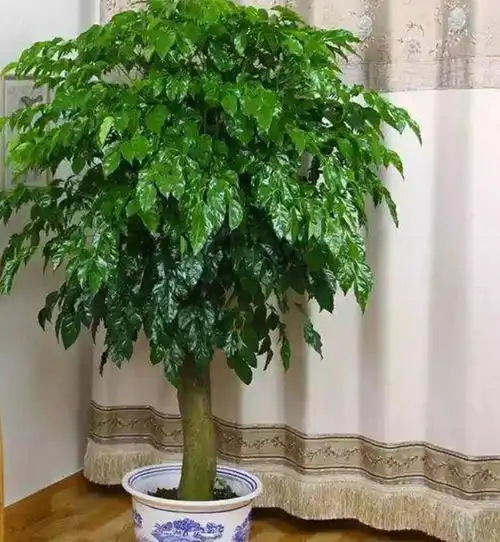 幸福树的养殖方法和注意事项(养好幸福树要注意3个细节)