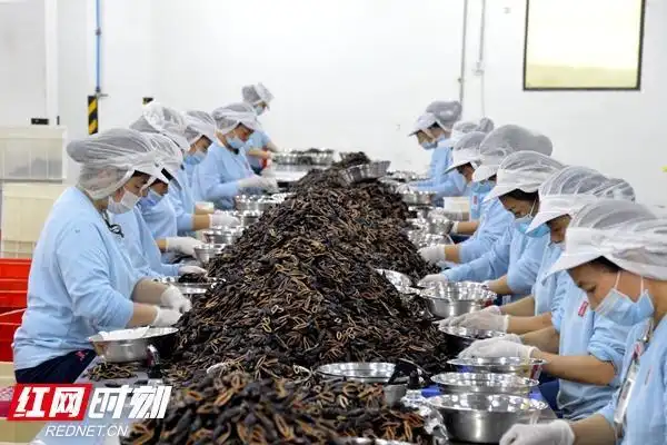 严防控促就业湘潭槟榔行业全力复工复产