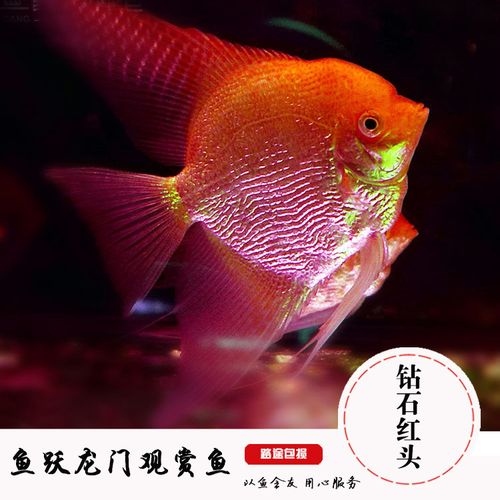 热带观赏鱼神仙鱼燕鱼钻石红头燕鱼红头玻璃燕鱼红眼钻石鱼活体