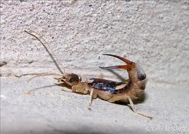 夹板虫,只因简单地两个针(夹板虫图片)