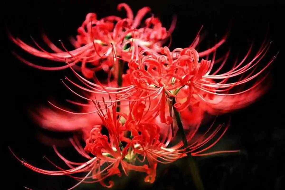 冥界四花  黑色曼陀罗:象征着不可预知的幽暗,仿佛冥界的阴冷来到了