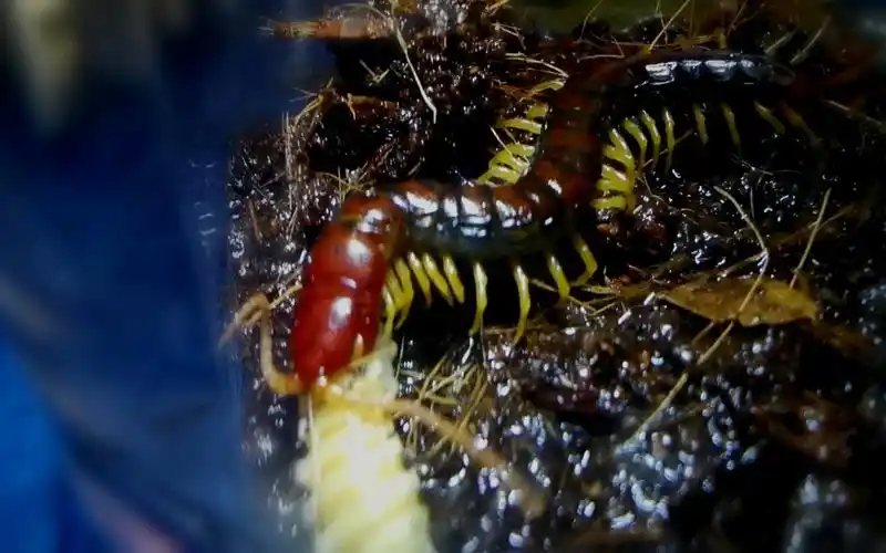 [节肢动物]尖盲蜈蚣日常吃饭