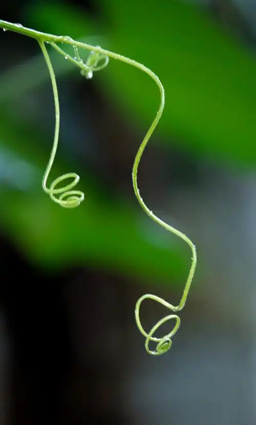 【vv首发】我摄影世界里的藤蔓