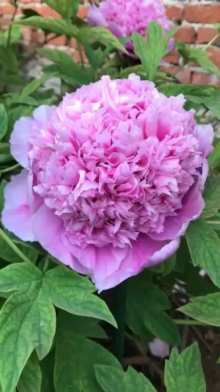 牡丹品种:魏紫,牡丹四大名品之首-度小视