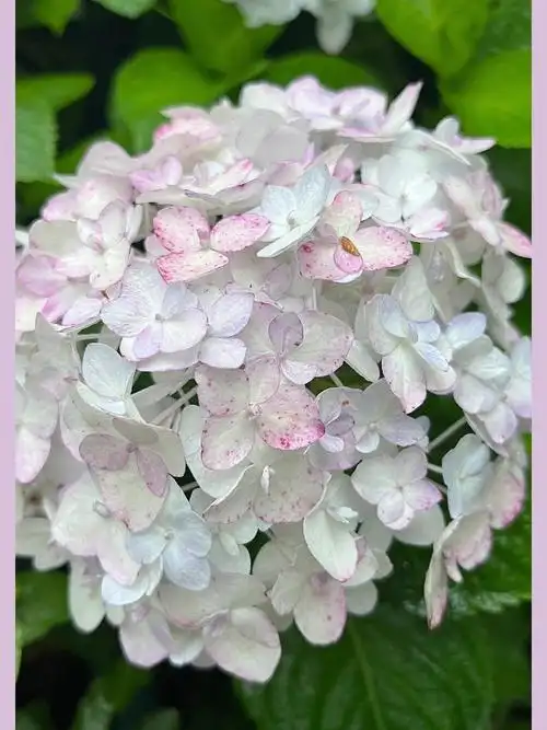 绣球无尽夏新娘