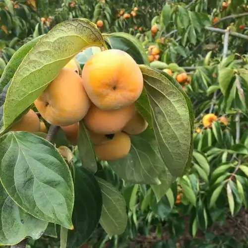 脆柿子水果新鲜广西桂林恭城巧克力柿子脆甜硬柿子大果当季黄10斤