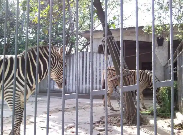 湛江动物园都有什么好玩的?这篇攻略请收好,定能派上用场!