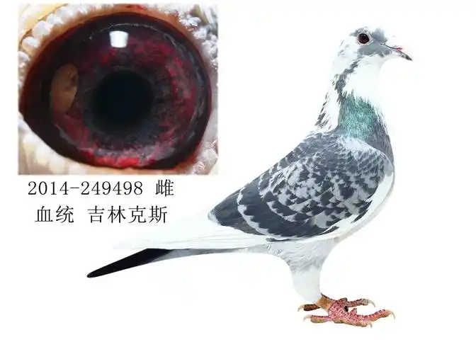 信鸽在线拍卖平台 - 中国信鸽信息网