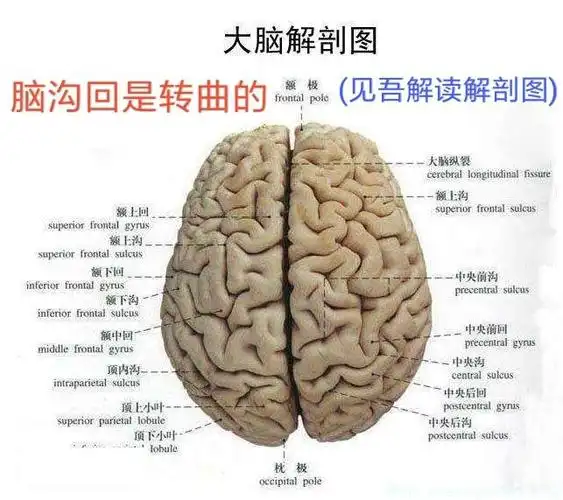 脑沟回有无数的弯!