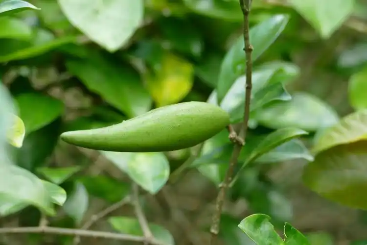 武靴藤,金刚藤,蛇天角,饭杓藤 界                 植物界
