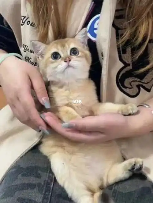 英短蓝金渐层猫家养猫咪幼崽