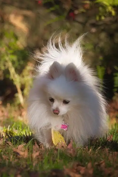 白狗,博美犬,草,秋天 4k