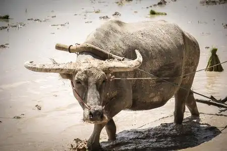 农夫都用水牛耕作的稻田摄影图