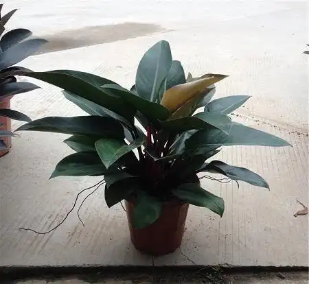 红钻花的养殖方法和注意事项