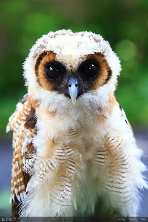 可爱猫头鹰雏鸟高清图片