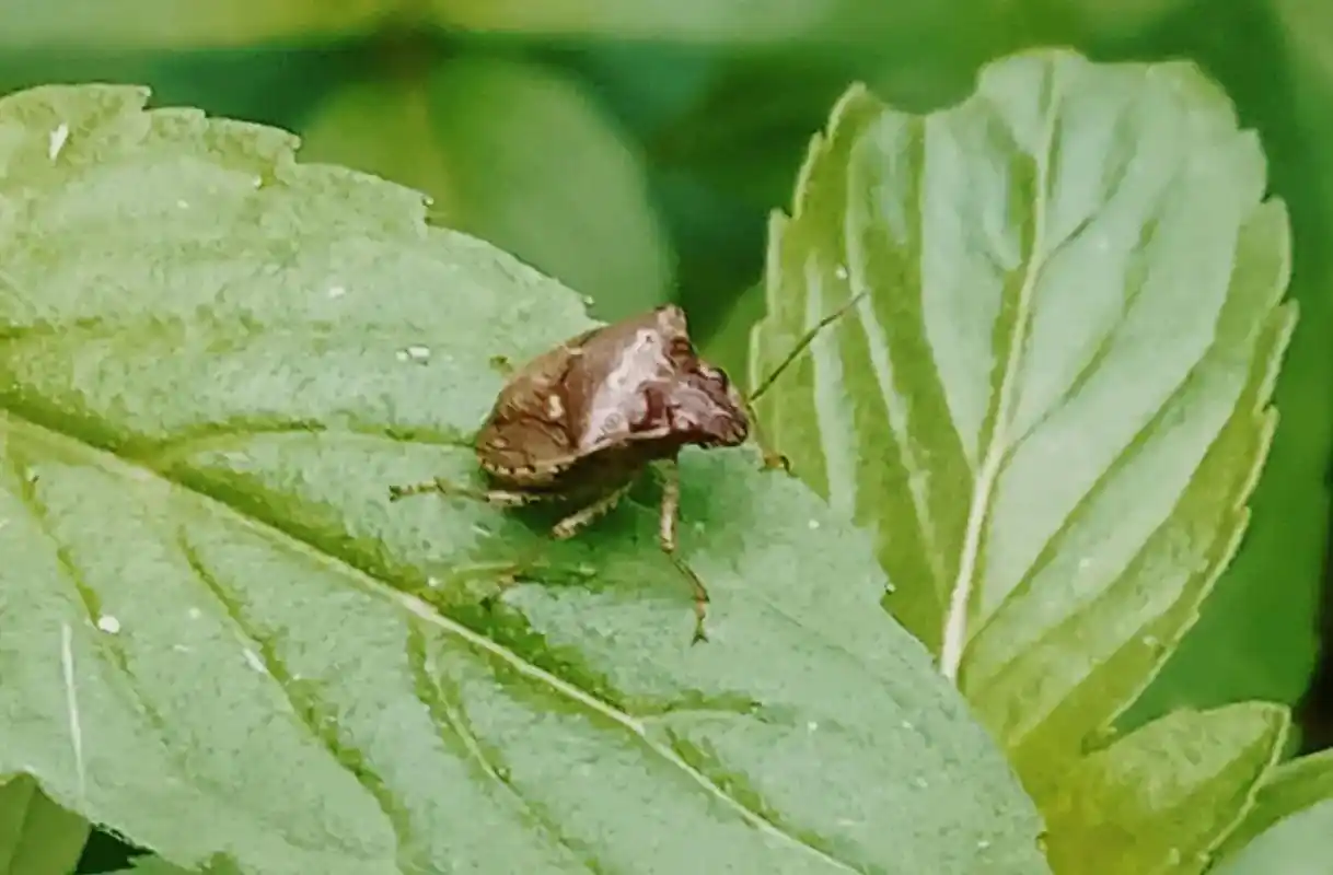 我的摄影作品:《椿象》(拍摄,不同方向,昆虫,这个昆虫,会放 - 抖音
