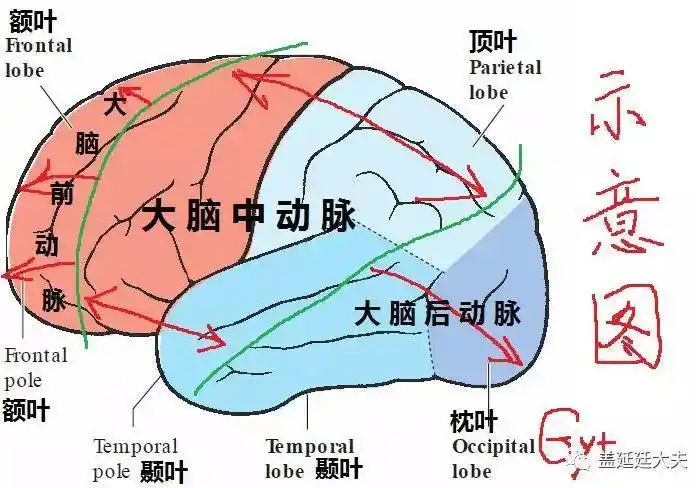 盖延廷 || 脑动脉血管之"八仙过海" - 好大夫在线