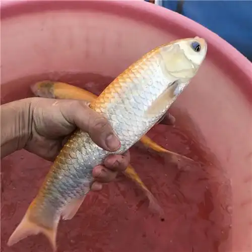 金草鱼山区水库鱼塘科学养殖【广州国联鱼苗-金_七星