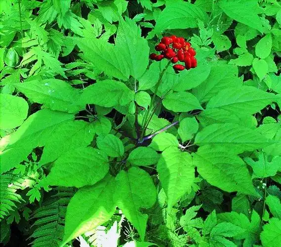 野生红参植物图片,红参图片植物图片-图片大观-奇异网