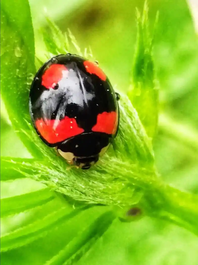 甲壳虫一一节肢动物鞘翅目昆虫