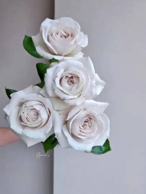 于@宏博花卉#点缀生活的鲜花  #鲜花分享  #网购鲜花  #银色衬裙玫瑰