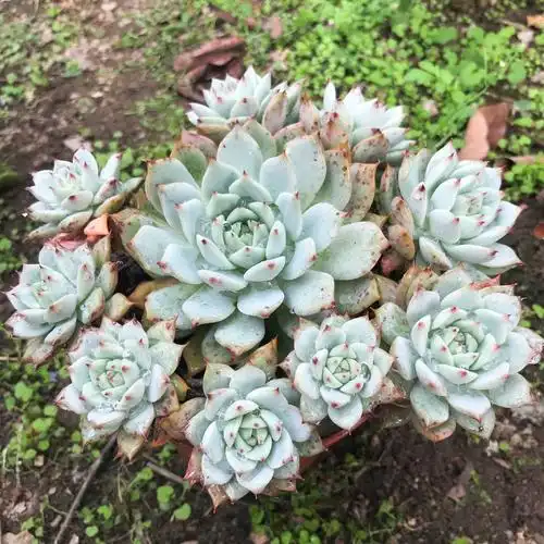 tp蒂比群生多头多肉植物办公室阳台庭院防辐射多肉植物