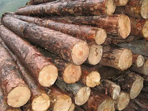 佳鼎木业 松木原木