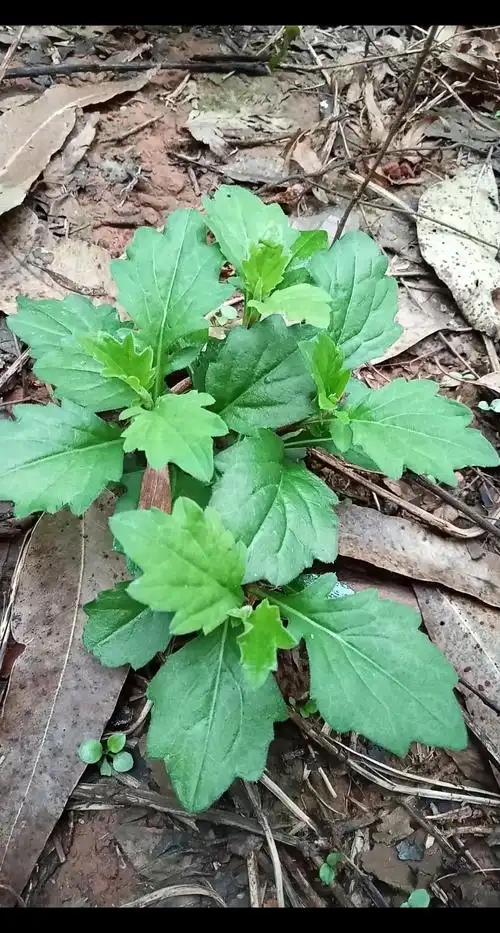乡村生活#野菜:马兰头.凉拌,炒食,作馅都美味.