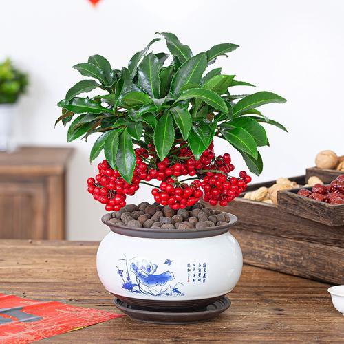 富贵籽盆栽黄金万两植物金玉满堂办公室内好养招财绿植花卉