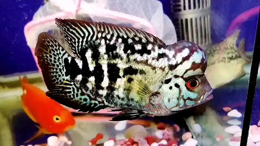 个性黑帝王金花罗汉鱼