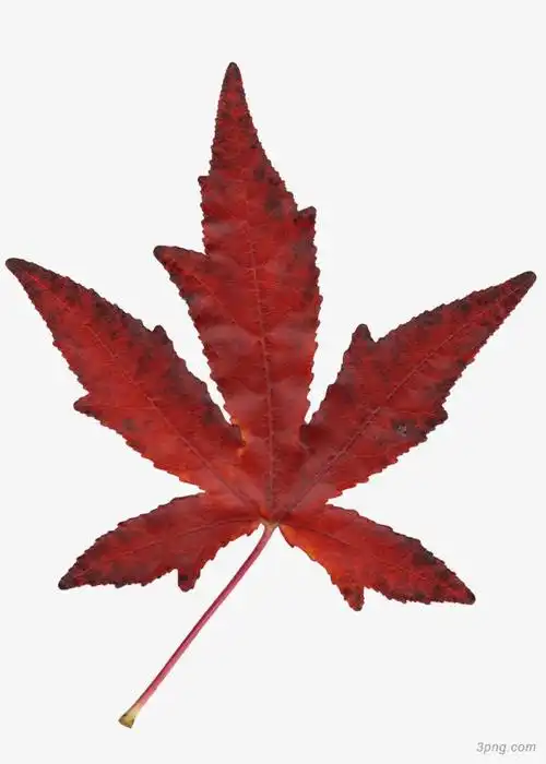 标签:火红火红的枫树叶树叶枫叶叶子装饰火红火红的太阳图免扣本站